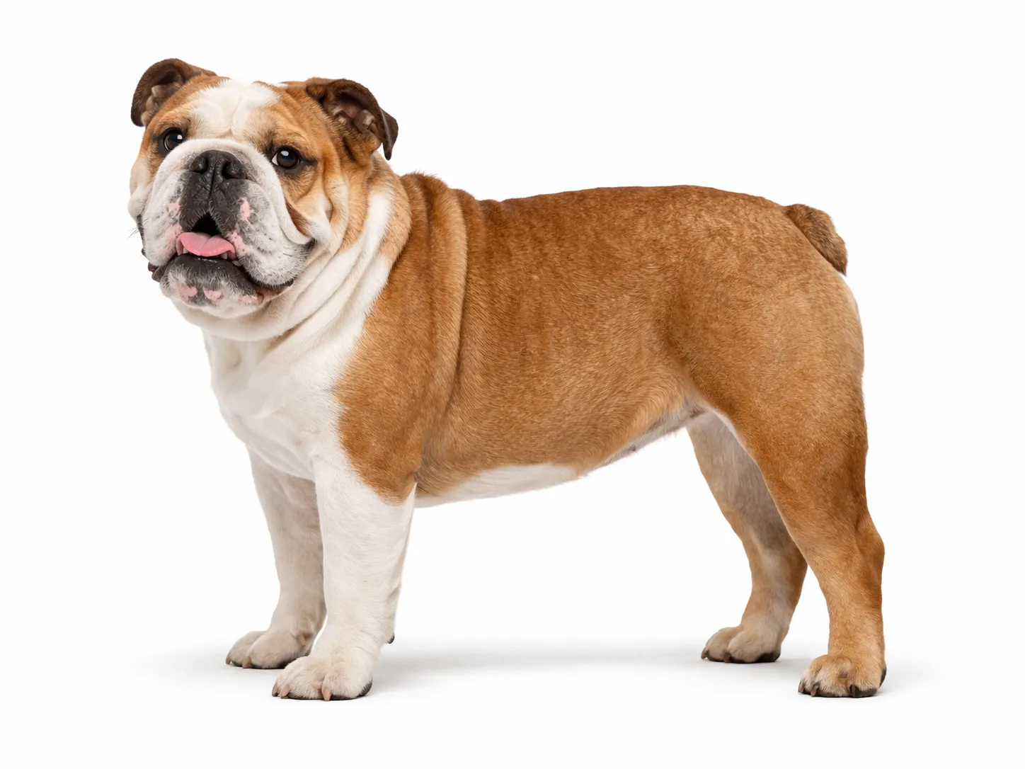 Bulldog