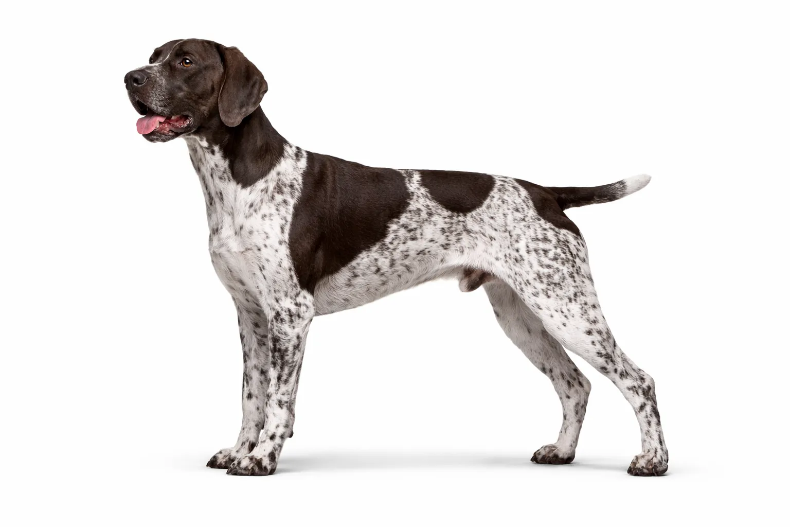 German Shorthaired Pointer