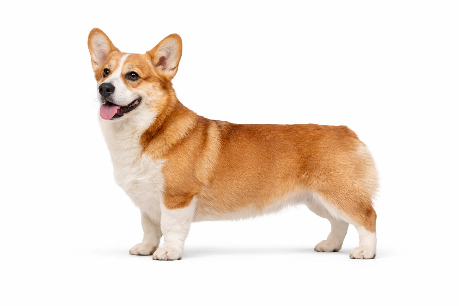 Pembroke Welsh Corgi