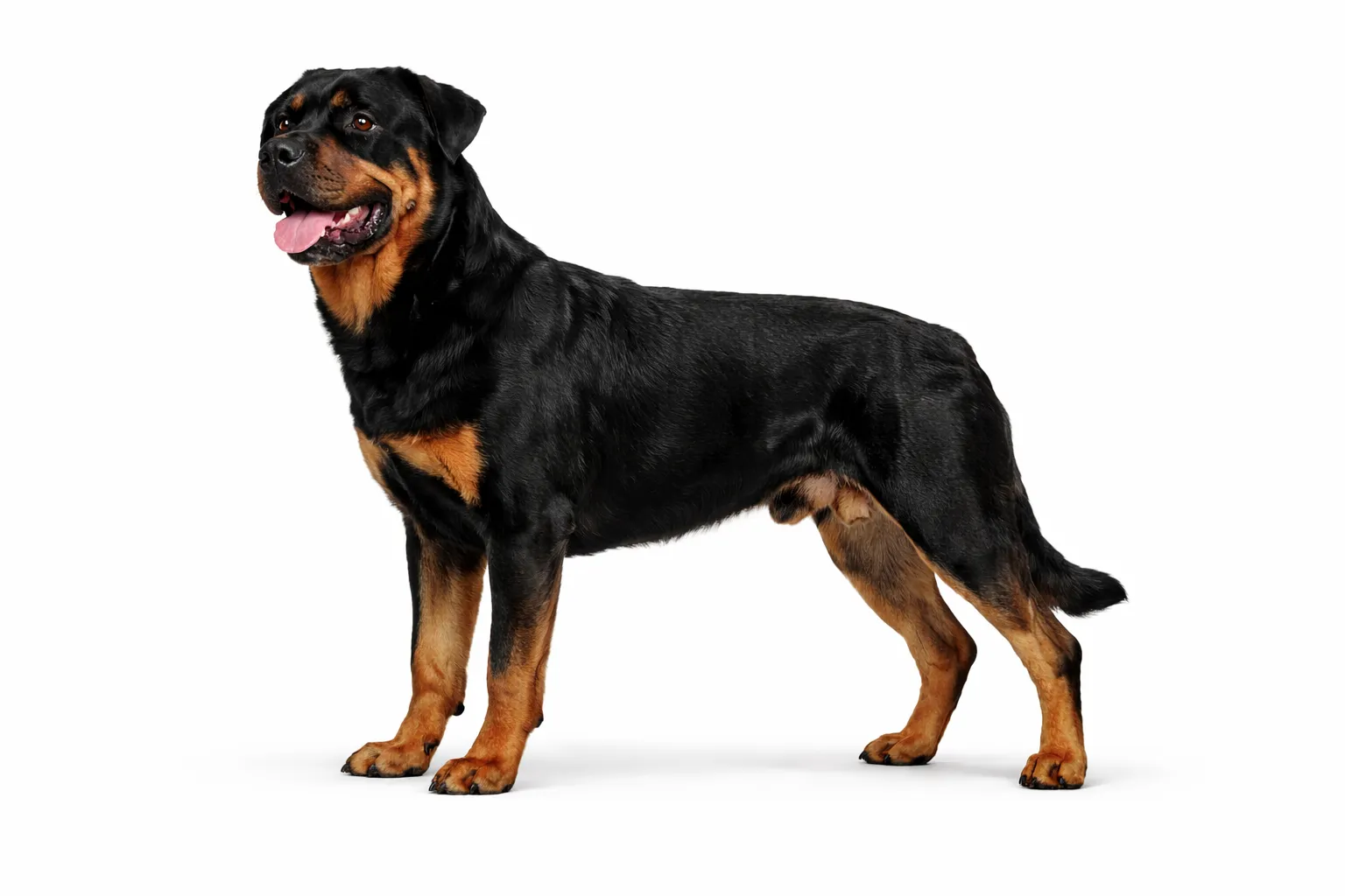 Rottweiler